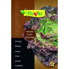 LECHUGA MARAVILLA CUATRO ESTACIONES